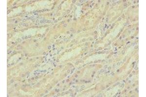 Immunohistochemistry of paraffin-embedded human kidney tissue using ABIN7148815 at dilution of 1:100 (CREB3 抗体  (AA 1-230))