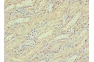 Immunohistochemistry of paraffin-embedded human kidney tissue using ABIN7148815 at dilution of 1:100 (CREB3 抗体  (AA 1-230))