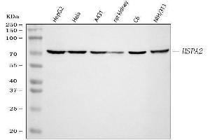 Western blot analysis of HSPA2 using anti-HSPA2 antibody (ABIN3043850). (HSPA2 抗体  (C-Term))