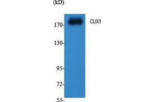 Western Blot (WB) analysis of specific cells using CUX1 Polyclonal Antibody. (CUX1 抗体  (N-Term))
