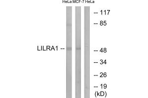 Western blot analysis of extracts from HeLa cells and MCF-7 cells, using LILRA1 antibody. (LILRA1 抗体  (Internal Region))
