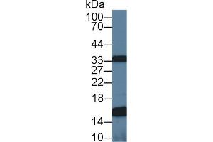 Western Blotting (WB) image for anti-Ubiquinol-Cytochrome C Reductase Binding Protein (UQCRB) (AA 2-111) antibody (ABIN5014493)