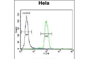 Flow cytometric analysis of Hela cells (right histogram) compared to a negative control cell (left histogram). (MAPK14 抗体  (C-Term))