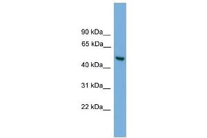 Human HepG2; WB Suggested Anti-ABHD1 Antibody Titration: 0. (ABHD1 抗体  (Middle Region))