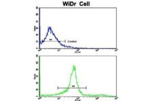 Flow Cytometry (FACS) image for anti-Kinesin Light Chain 1 (KLC1) antibody (ABIN3003845) (KLC1 抗体)