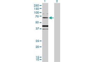 Western Blot analysis of MUC20 expression in transfected 293T cell line by MUC20 MaxPab polyclonal antibody. (MUC20 抗体  (AA 1-538))