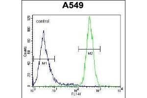 GOLGA2L1 Antibody (C-term) (ABIN654533 and ABIN2844251) flow cytometric analysis of A549 cells (right histogram) compared to a negative control cell (left histogram). (GOLGA2P5 抗体  (C-Term))
