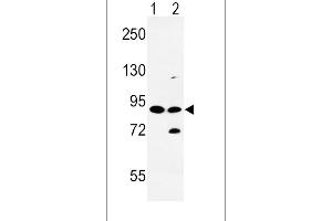 Western blot analysis of SLC8A1 Antibody (Center) (ABIN652886 and ABIN2842573) in HL-60(lane 1), K562(lane 2) cell line lysates (35 μg/lane). (SLC8A1 抗体  (AA 296-325))