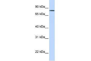 LST-3TM12 antibody used at 1 ug/ml to detect target protein. (LST-3TM12 抗体  (Middle Region))