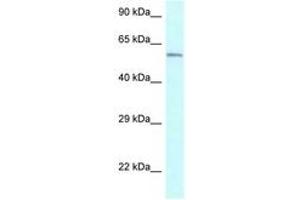 Image no. 1 for anti-Cytochrome P450, Family 2, Subfamily U, Polypeptide 1 (CYP2U1) (AA 270-319) antibody (ABIN6747547)