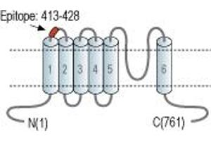 Representative domain view of the target of ABIN7043845.