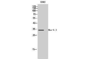 Western Blotting (WB) image for anti-NK6 Homeobox 3 (NKX6-3) (Internal Region) antibody (ABIN3176362) (NK6 Homeobox 3 抗体  (Internal Region))