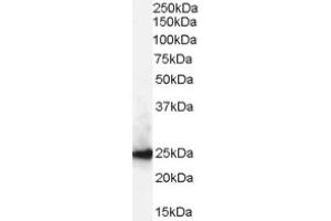 Image no. 1 for anti-Chromobox Homolog 1 (CBX1) (Internal Region) antibody (ABIN374618) (CBX1 抗体  (Internal Region))