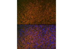 Immunofluorescence analysis of Mouse liver cells using FMO3 antibody (ABIN7267216) at dilution of 1:100. (FMO3 抗体)