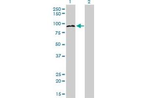 Western Blotting (WB) image for anti-Tax1 (Human T-Cell Leukemia Virus Type I) Binding Protein 1 (TAX1BP1) (AA 690-789) antibody (ABIN563868)