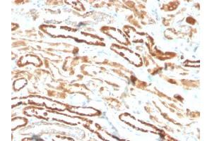 Formalin-fixed, paraffin-embedded human kidney stained with Erythropoietin Recombinant Rabbit Monoclonal Antibody (EPO/3793R). (Recombinant EPO 抗体  (AA 28-162))