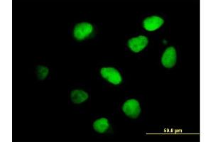 Immunofluorescence of purified MaxPab antibody to IKZF4 on HeLa cell. (IKZF4 抗体  (AA 1-544))