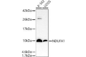 Western blot analysis of extracts of various cell lines, using NDUF antibody (ABIN7268797) at 1:1000 dilution. (NDUFA1 抗体)