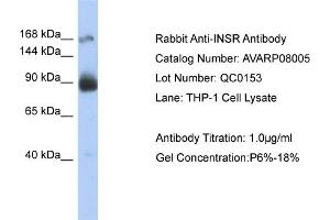 WB Suggested Anti-INSR  Antibody Titration: 0. (Insulin Receptor 抗体  (Middle Region))