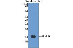 Western Blotting (WB) image for anti-Platelet Factor 4 (PF4) (AA 30-105) antibody (ABIN1172512) (PF4 抗体  (AA 30-105))