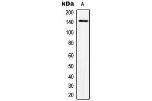 Western blot analysis of TRPS1 expression in HeLa (A) whole cell lysates. (TRPS1 抗体  (N-Term))