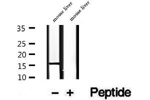 Western blot analysis of extracts of mouse liver tissue, using RPS14 antibody. (RPS14 抗体  (Internal Region))