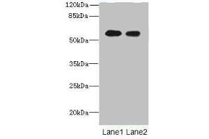 Western blot All lanes: Tektin-5 antibody at 16 μg/mL Lane 1: NIH/3T3 whole cell lysate Lane 2: HepG2 whole cell lysate Secondary Goat polyclonal to rabbit IgG at 1/10000 dilution Predicted band size: 56 kDa Observed band size: 56 kDa