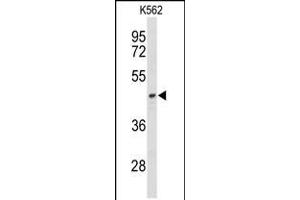 Western blot analysis of ND2 Antibody in K562 cell line lysates (35ug/lane)