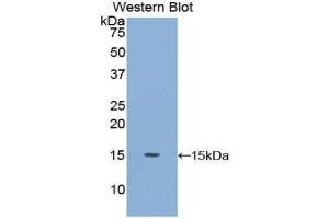 Western Blotting (WB) image for anti-Carcinoembryonic Antigen Gene Family (CEA) (AA 566-698) antibody (ABIN1858353) (CEA 抗体  (AA 566-698))
