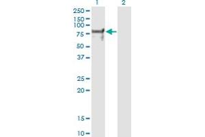 Western Blotting (WB) image for anti-Nuclear Respiratory Factor 1 (NRF1) (AA 201-285) antibody (ABIN2752368)