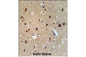 AFTPH Antibody (C-term) (ABIN651958 and ABIN2840475) immunohistochemistry analysis in formalin fixed and paraffin embedded human brain tissue followed by peroxidase conjugation of the secondary antibody and DAB staining.