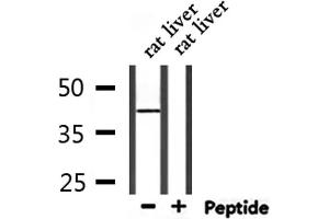 Western blot analysis of extracts from rat liver, using CDK9 Antibody. (CDK9 抗体  (Internal Region))