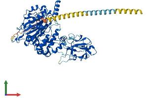 Protein Structure (PS) image for UDP-N-Acetyl-alpha-D-Galactosamine:polypeptide N-Acetylgalactosaminyltransferase 3 (GalNAc-T3) (GALNT3) (AA 1-633) protein (His tag) (ABIN7556717)