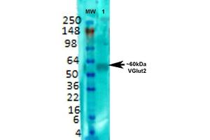Western Blot analysis of Rat brain membrane lysate showing detection of VGLUT2 protein using Mouse Anti-VGLUT2 Monoclonal Antibody, Clone S29-29 (ABIN1027711). (Solute Carrier Family 17 (Vesicular Glutamate Transporter), Member 6 (SLC17A6) (AA 501-582) 抗体)