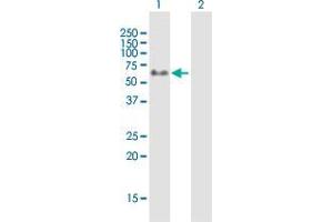 Western Blot analysis of GYG2 expression in transfected 293T cell line by GYG2 MaxPab polyclonal antibody. (Glycogenin 2 抗体  (AA 1-470))