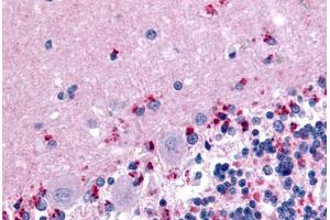 Anti-WNT2B antibody  ABIN1049476 IHC staining of human brain, cerebellum.