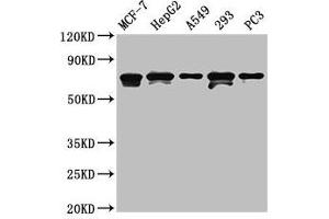 Western Blot Positive WB detected in: MCF-7 whole cell lysate, HepG2 whole cell lysate, A549 whole cell lysate, 293 whole cell lysate, PC-3 whole cell lysate All lanes: MAGED2 antibody at 4. (MAGED2 抗体  (AA 38-285))