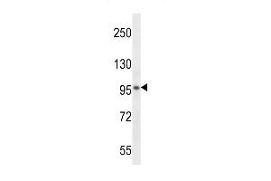 VSGP/F-spondin Antibody (N-term) (ABIN656347 and ABIN2845646) western blot analysis in mouse kidney tissue lysates (35 μg/lane). (SPON1 抗体  (N-Term))