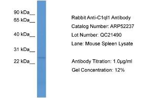 WB Suggested Anti-C1ql1  Antibody Titration: 0. (C1ql1 抗体  (N-Term))