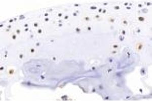 Immunohistochemistry analysis of paraffin-embedded mouse bone using BMP4 (ABIN7073215) at dilution of 1:2000. (BMP4 抗体)