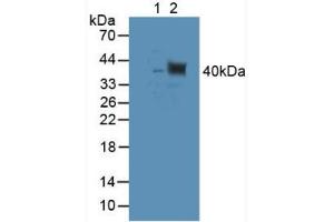 Figure. (TUBD1 抗体  (AA 238-482))