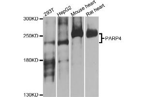 Western blot analysis of extracts of various cell lines, using PARP4 antibody (ABIN5974833) at 1/1000 dilution. (PARP4 抗体)
