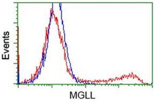 Image no. 3 for anti-Monoglyceride Lipase (MGLL) antibody (ABIN1499441) (MGLL 抗体)