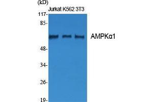 Western Blot (WB) analysis of specific cells using AMPKalpha1 Polyclonal Antibody. (PRKAA1 抗体  (Thr280))