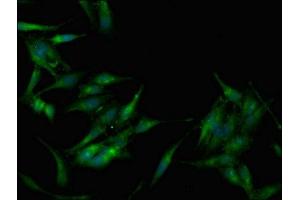 Immunofluorescence (IF) image for anti-Protein Kinase, AMP-Activated, beta 1 Non-Catalytic Subunit (PRKAB1) (AA 1-270) antibody (ABIN7142664)