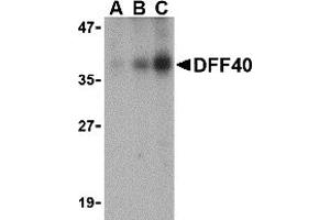 Western Blotting (WB) image for anti-DNA Fragmentation Factor, 40kDa, beta Polypeptide (Caspase-Activated DNase) (DFFB) (Middle Region) antibody (ABIN1030919) (DFFB 抗体  (Middle Region))