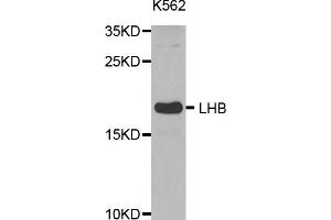 Western blot analysis of extracts of K-562 cells, using LHB antibody (ABIN5971542) at 1:400 dilution. (LHB 抗体)
