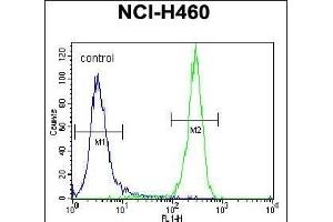 STK11 (LKB1) Antibody (N-term I29) (ABIN391350 and ABIN2841371) flow cytometric analysis of NCI- cells (right histogram) compared to a negative control cell (left histogram). (LKB1 抗体  (N-Term))