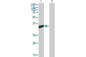 Western Blot analysis of PTER expression in transfected 293T cell line by PTER MaxPab polyclonal antibody. (PTER 抗体  (AA 1-349))