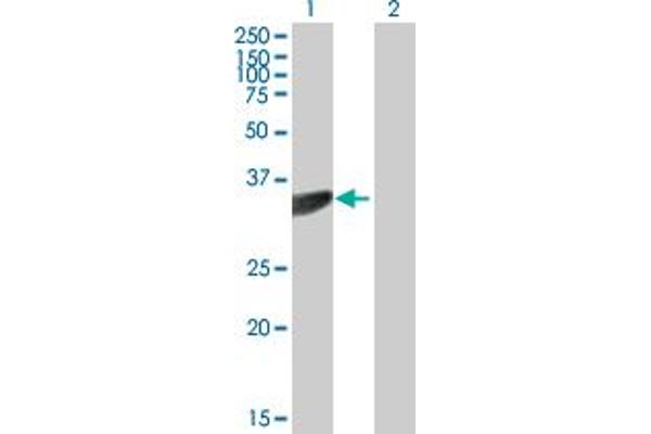 PTER antibody  (AA 1-349)